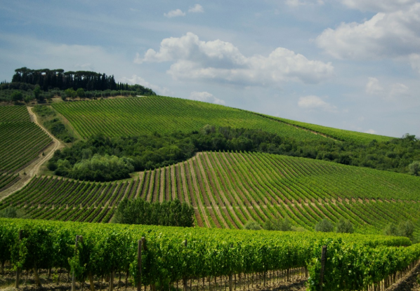vineyard