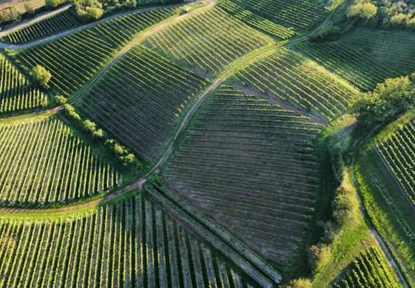 vineyard